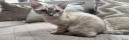 Bengal cats for sale: Stunning TICA Registered Snow Lynx Bengal Kittens - Advert 35