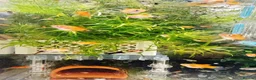 Platies fish for sale: small Platy, Guppy,shrimps &Bristlenose Pleco  - Advert 12