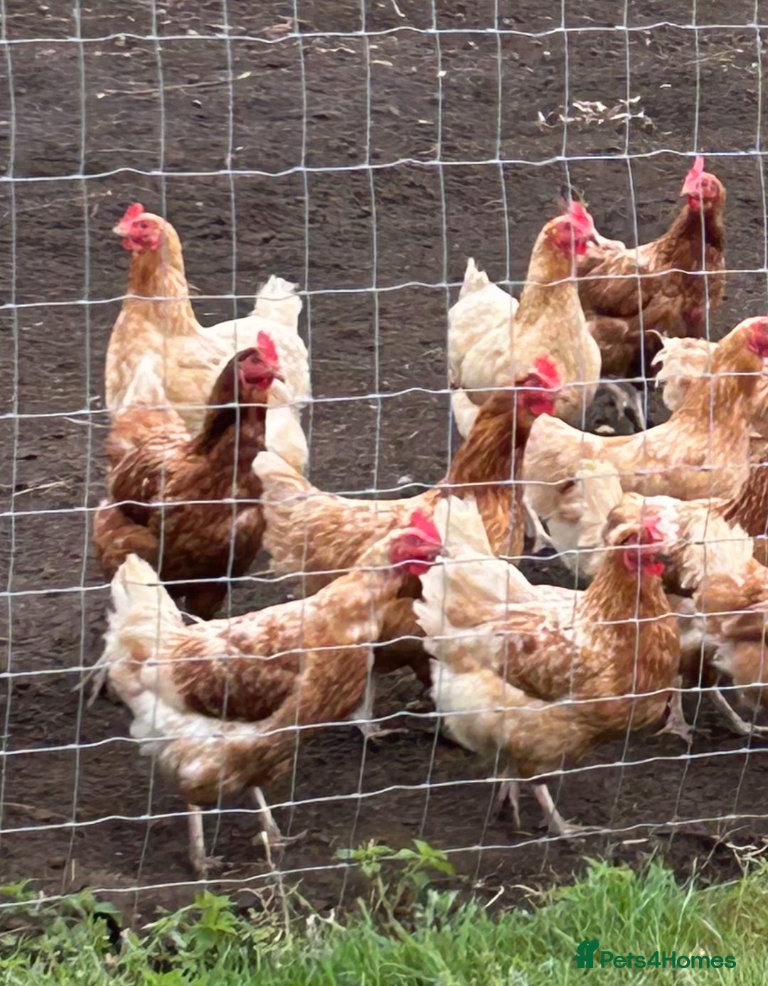 Chickens poultry for sale: BEAUTIFUL EGG LAYING HEN’S - Image 3