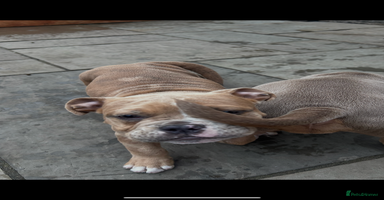 Olde English Bulldogge dogs in Southampton - Advert 4
