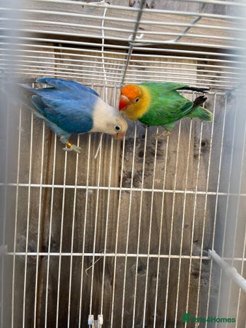 Lovebirds birds Breeding pair - Advert 1