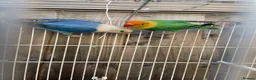 Lovebirds birds for sale: Breeding pair  - Advert 1