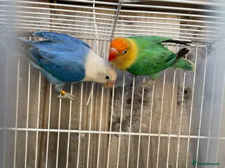 Lovebirds birds Breeding pair - Advert 1