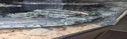 Skink reptiles for sale: Berber skink for sale  - Advert 2