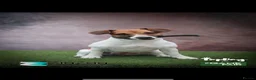 Jack Russell dogs for sale: Tri coloured jack Russell pups  in Southampton - Advert 18