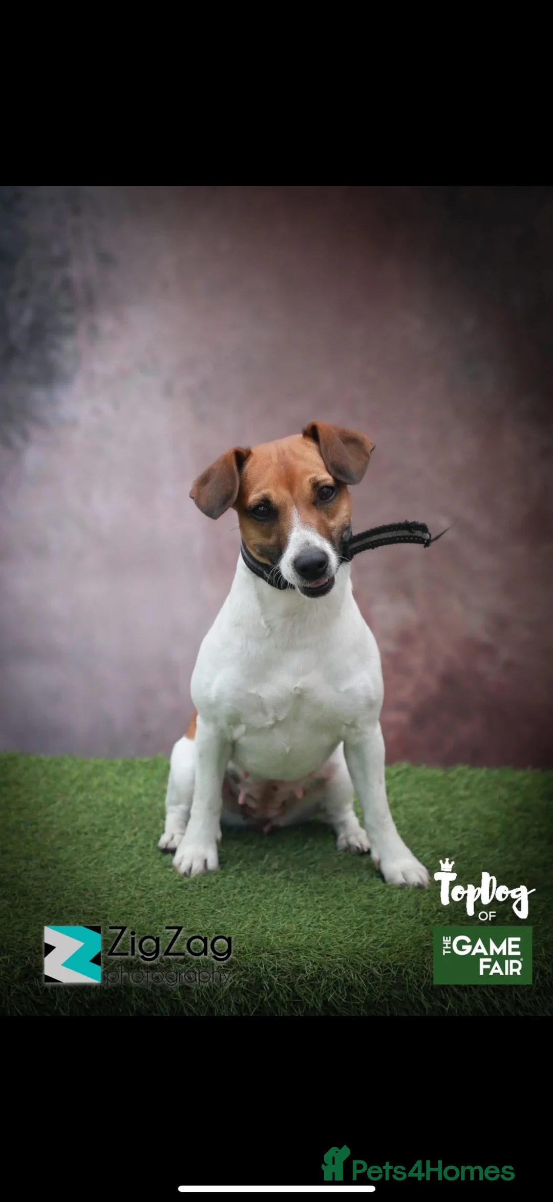 Jack Russell dogs for sale: Tri coloured jack Russell pups  in Southampton - Advert 18