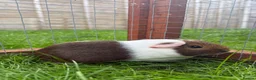 Guinea Pig rodents for sale: Female baby guinea pig! - Advert 4