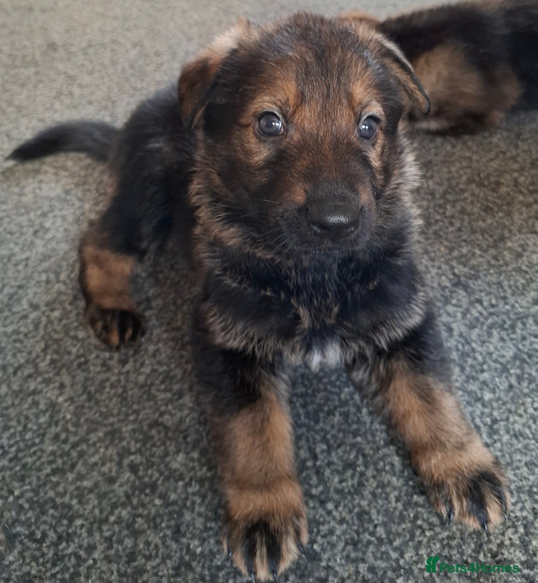 German Shepherd dogs for sale: Beautiful German shepherd puppies  - Advert 2