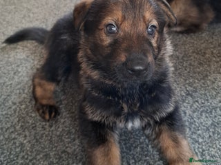 German Shepherd dogs Beautiful German shepherd puppies - Advert 5