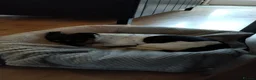 Jack Russell dogs for sale: Koa: Loving, Cuddly, Playful & Loyal Companion - Advert 5