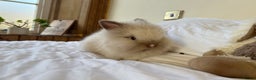 Lionhead rabbits for sale: Two beautiful lion head girls  - Advert 2