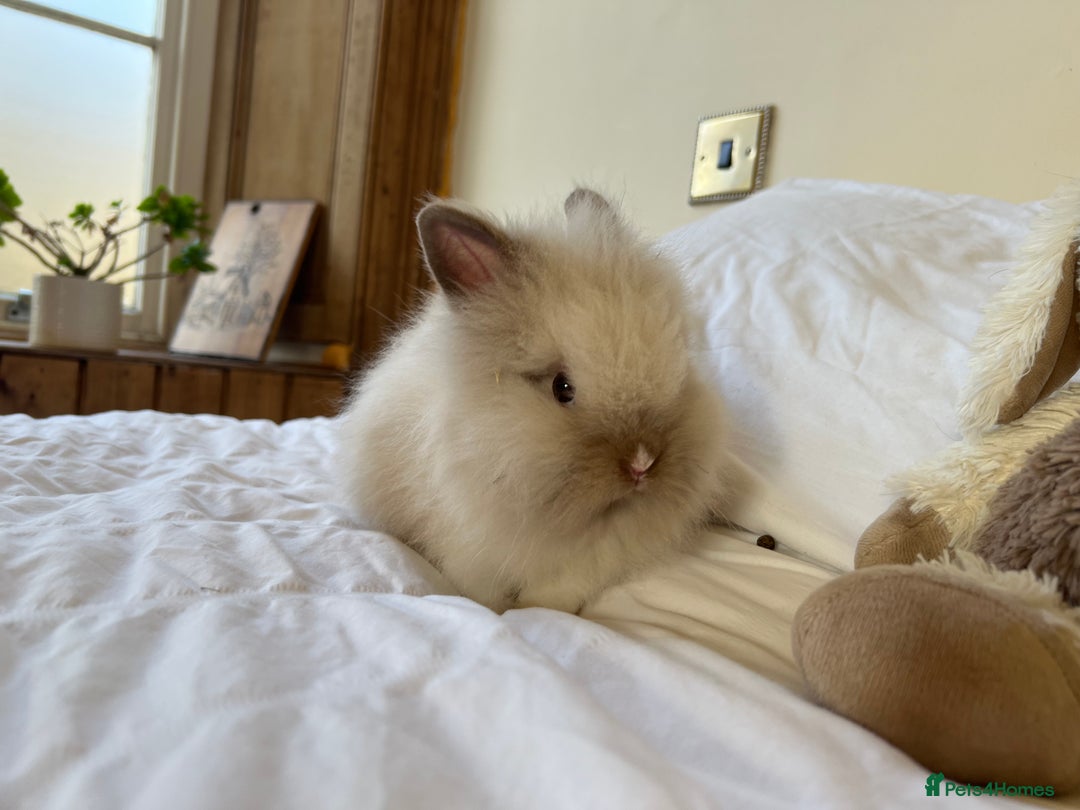 Lionhead rabbits for sale: Two beautiful lion head girls  - Advert 2