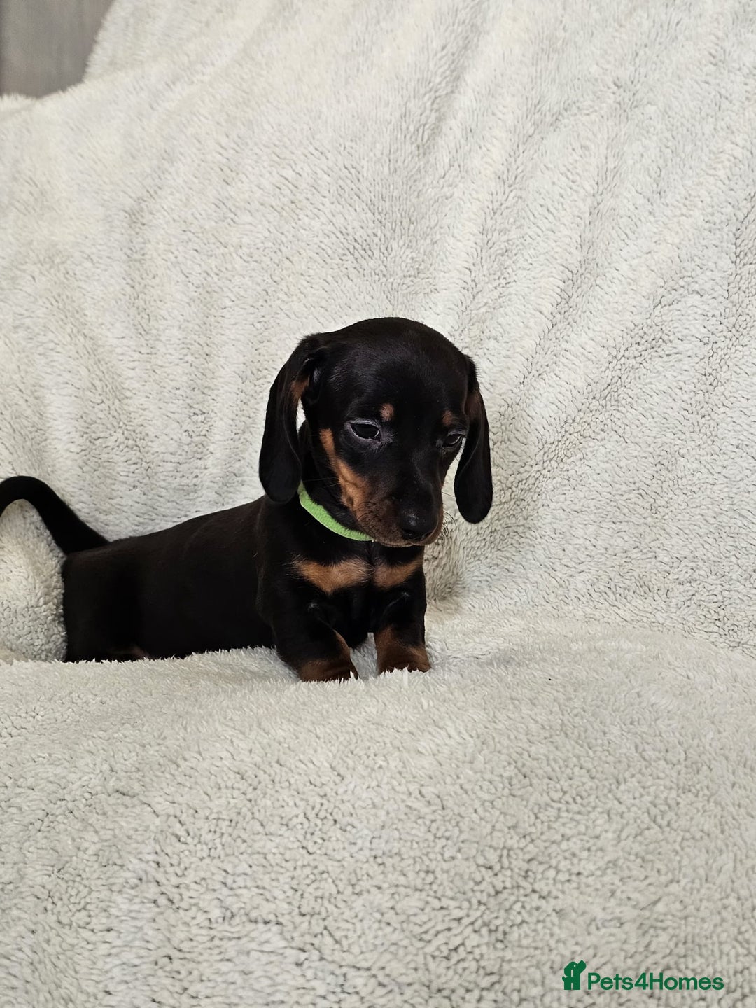 Dachshund dogs for sale: mini dachshund  - Image 5