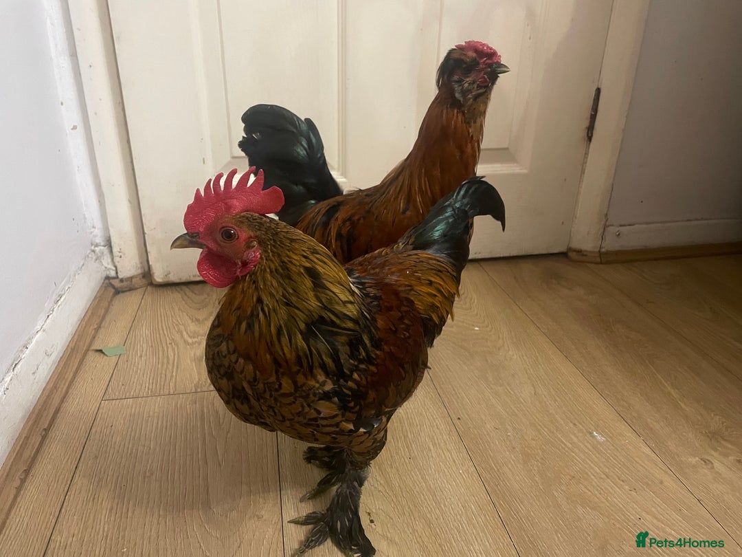 Chickens poultry for sale: Chickens for FREE - Image 5