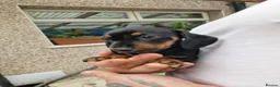 Miniature Dachshund dogs for sale: MiniDachshund in Saint Helens - Advert 3
