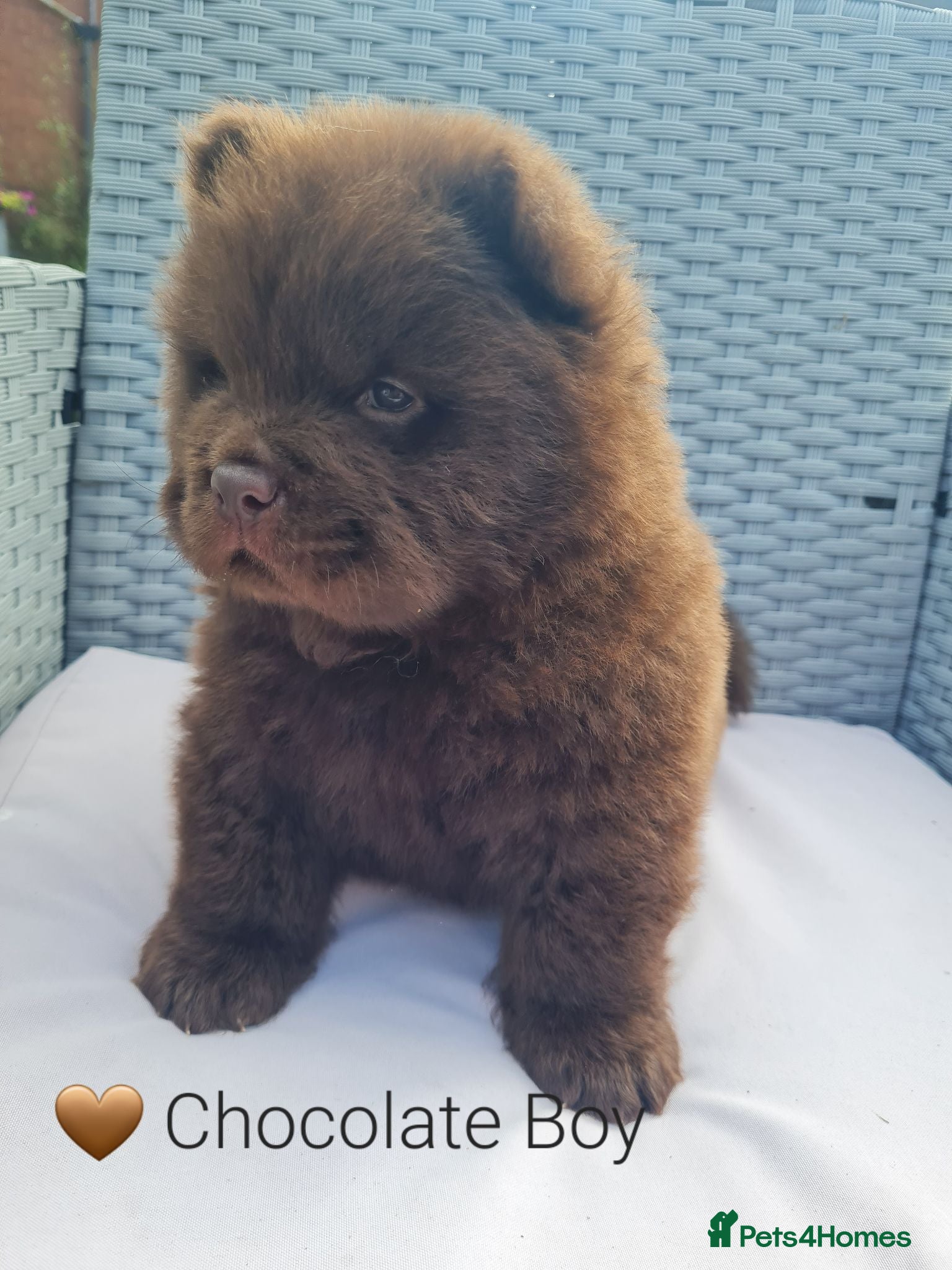 Chow Chow dogs Quality chow chow puppies.  - Advert 1