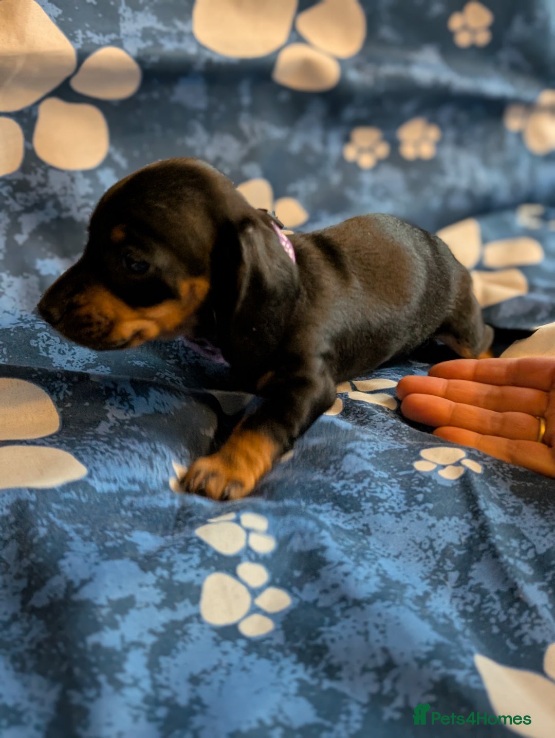 Dachshund dogs for sale: Dachshund Puppies - Image 21