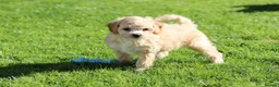 Cavapoochon dogs for sale: Beautiful Cavapoochon puppies for sale - Advert 2