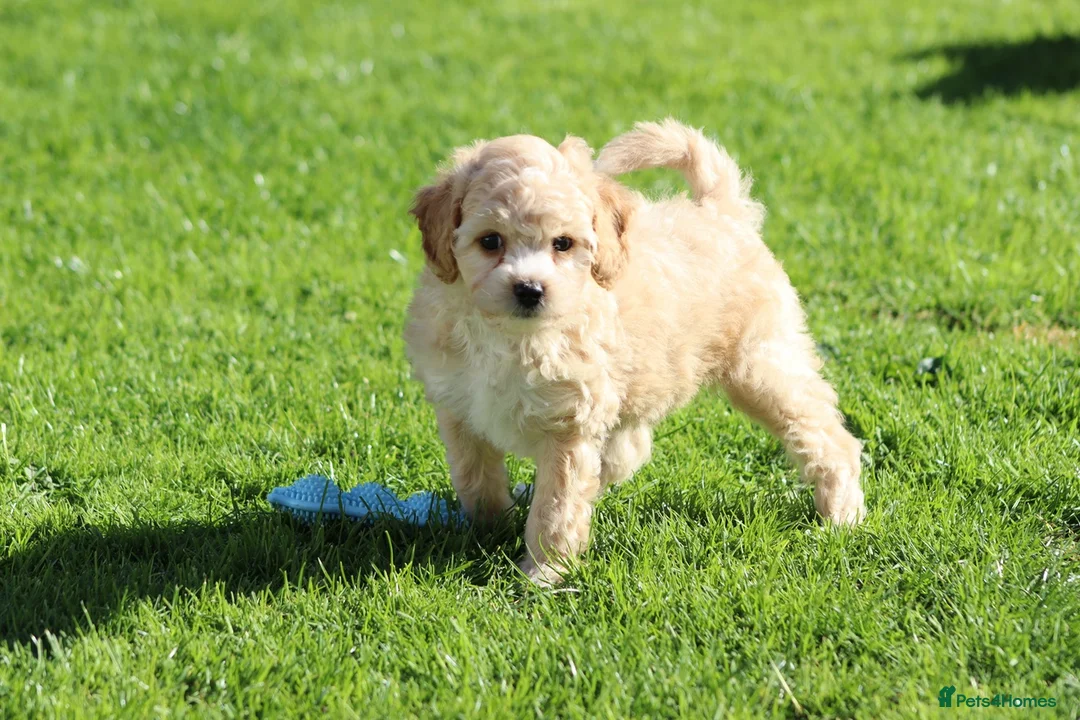 Cavapoochon dogs for sale: Beautiful Cavapoochon puppies for sale - Advert 2
