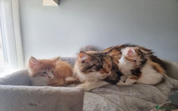 Maine Coon cats for sale: Beautiful Maine Coon kittens  - Image 12