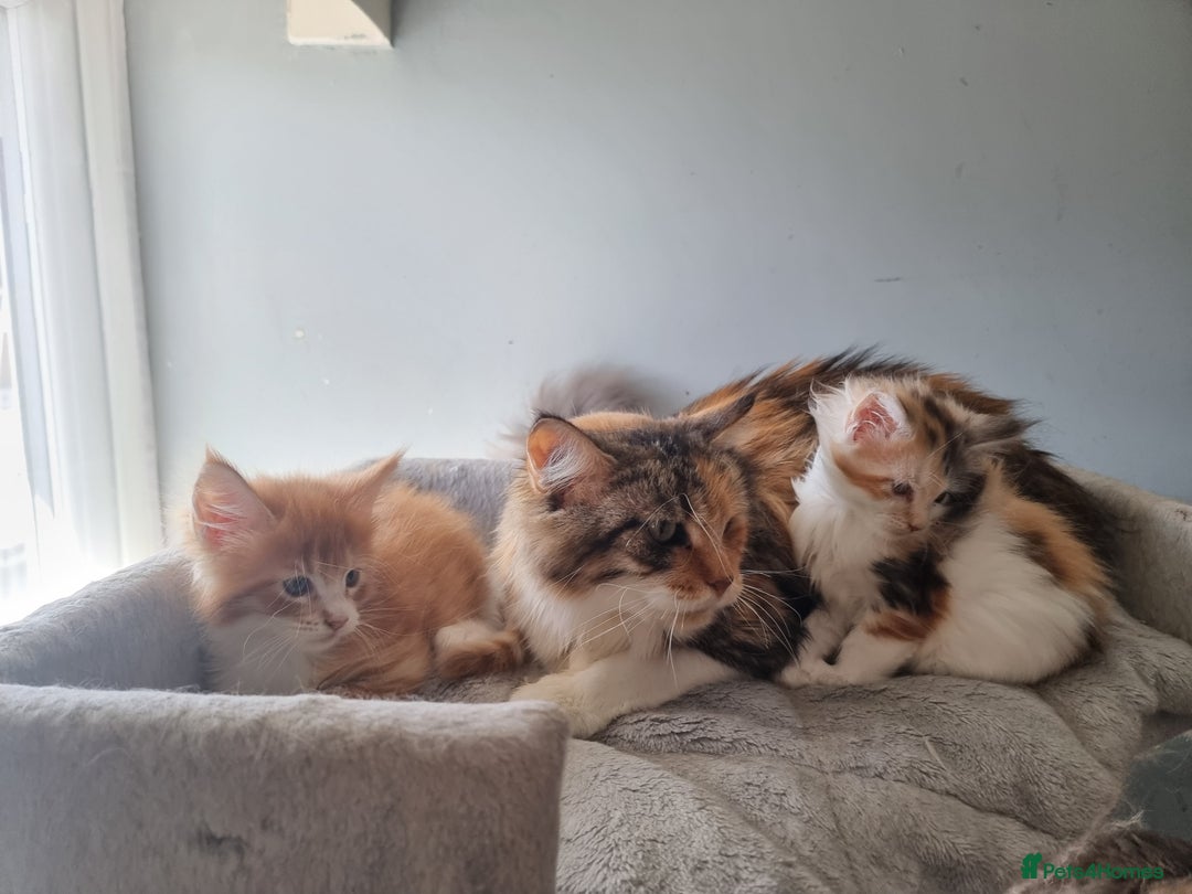 Maine Coon cats for sale: Beautiful Maine Coon kittens  - Image 12