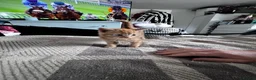 Mixed Breed cats for sale: 1rate ginger female 2 beautiful tabby boys - Advert 16
