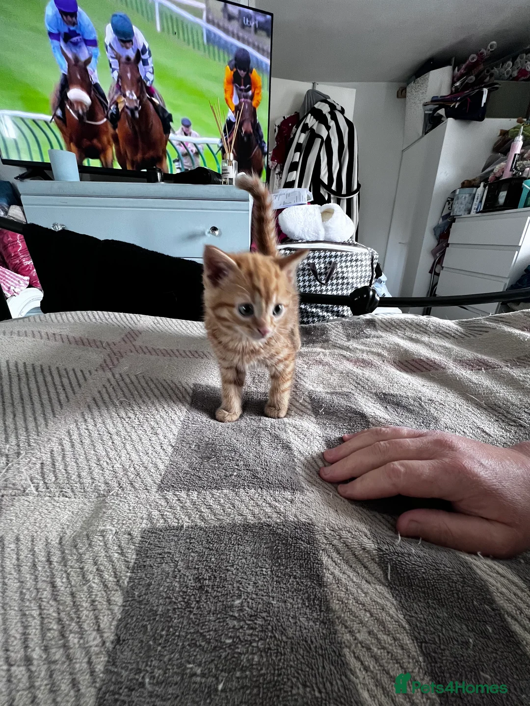 Mixed Breed cats for sale: 1rate ginger female 2 beautiful tabby boys - Advert 16