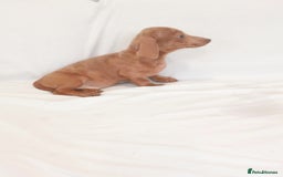 Miniature Dachshund dogs for sale: Miniature dachshund  - Image 4