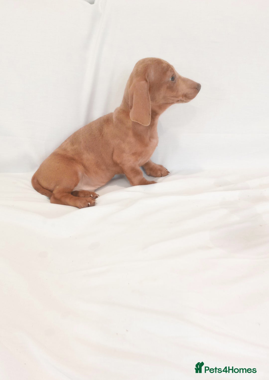 Miniature Dachshund dogs for sale: Miniature dachshund  - Image 4