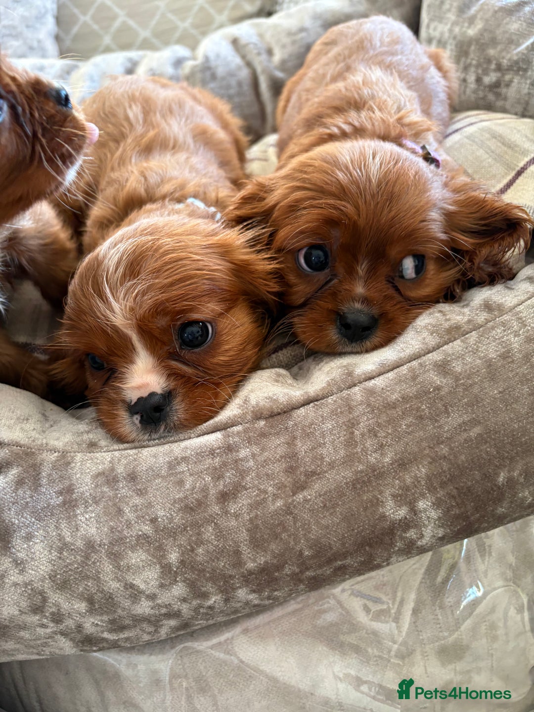 Cavalier King Charles Spaniel dogs for sale: Cavalier King Charles pups  - Advert 10