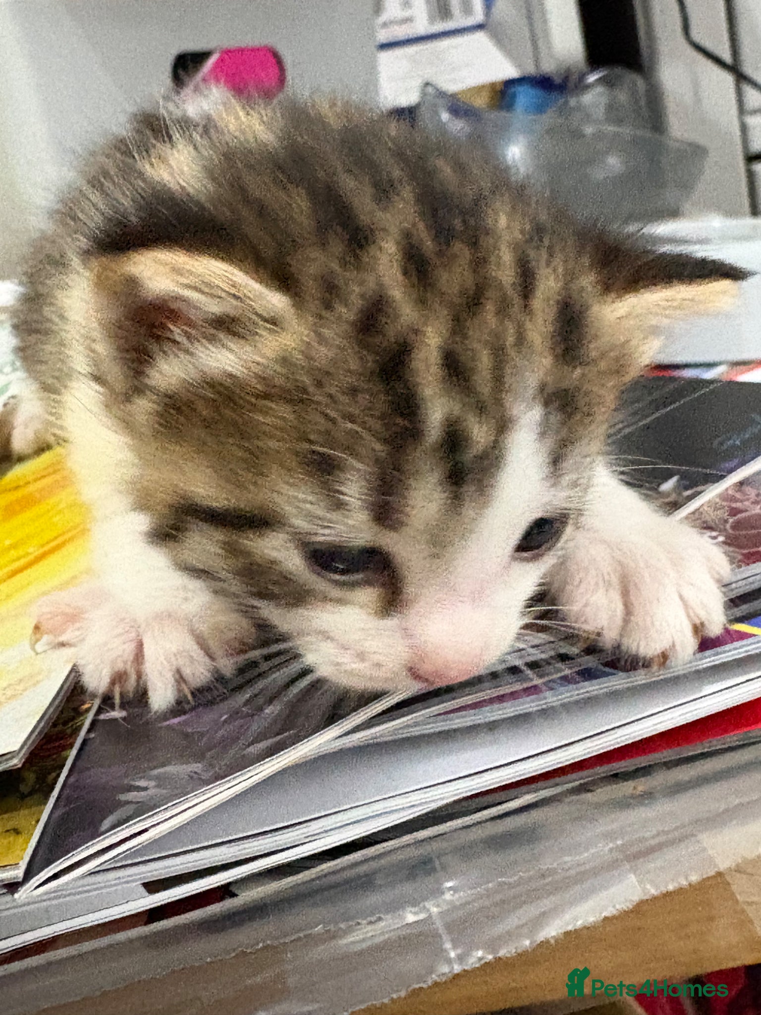 Mixed Breed Kitten 2