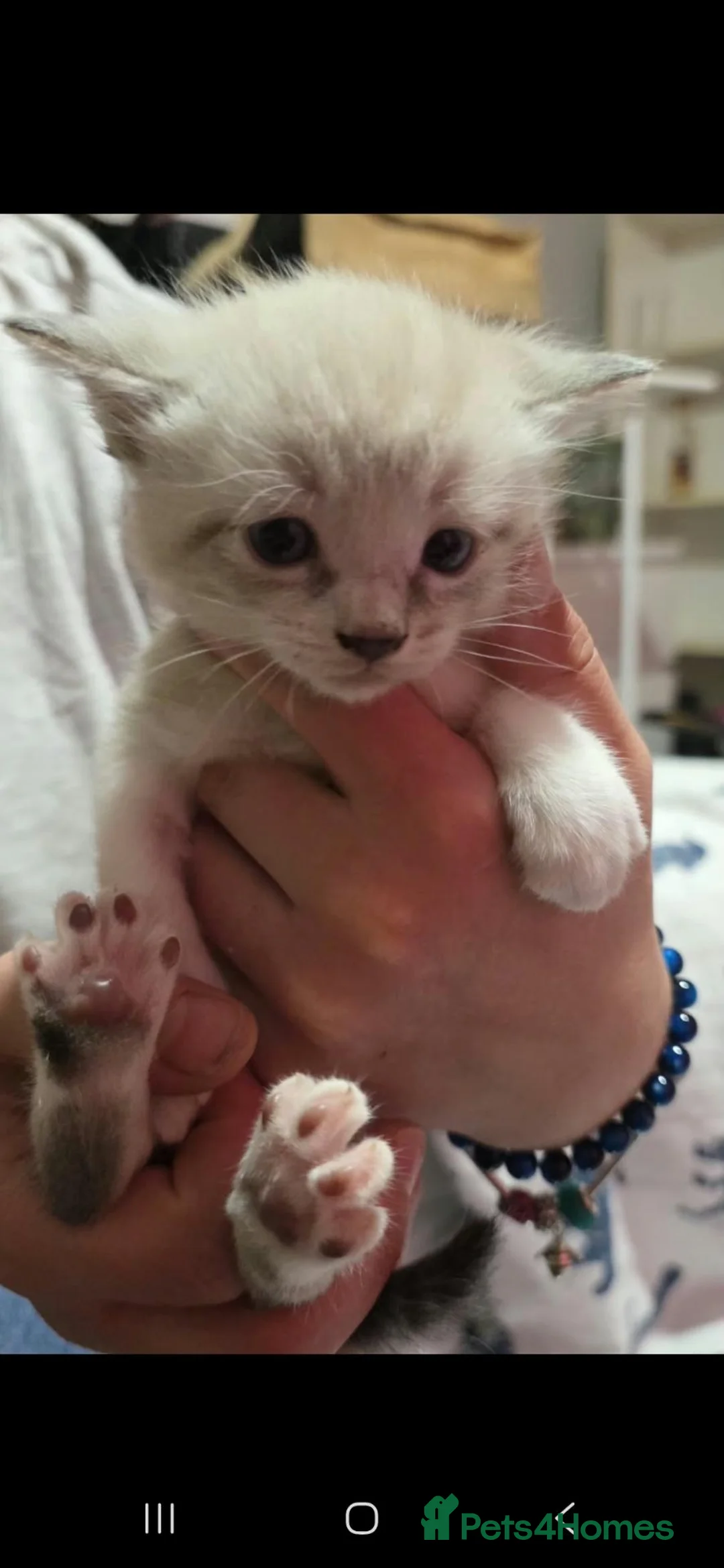 Mixed Breed cats for sale: 🐾 6 Beautiful Kittens Looking for Loving Homes - Advert 2