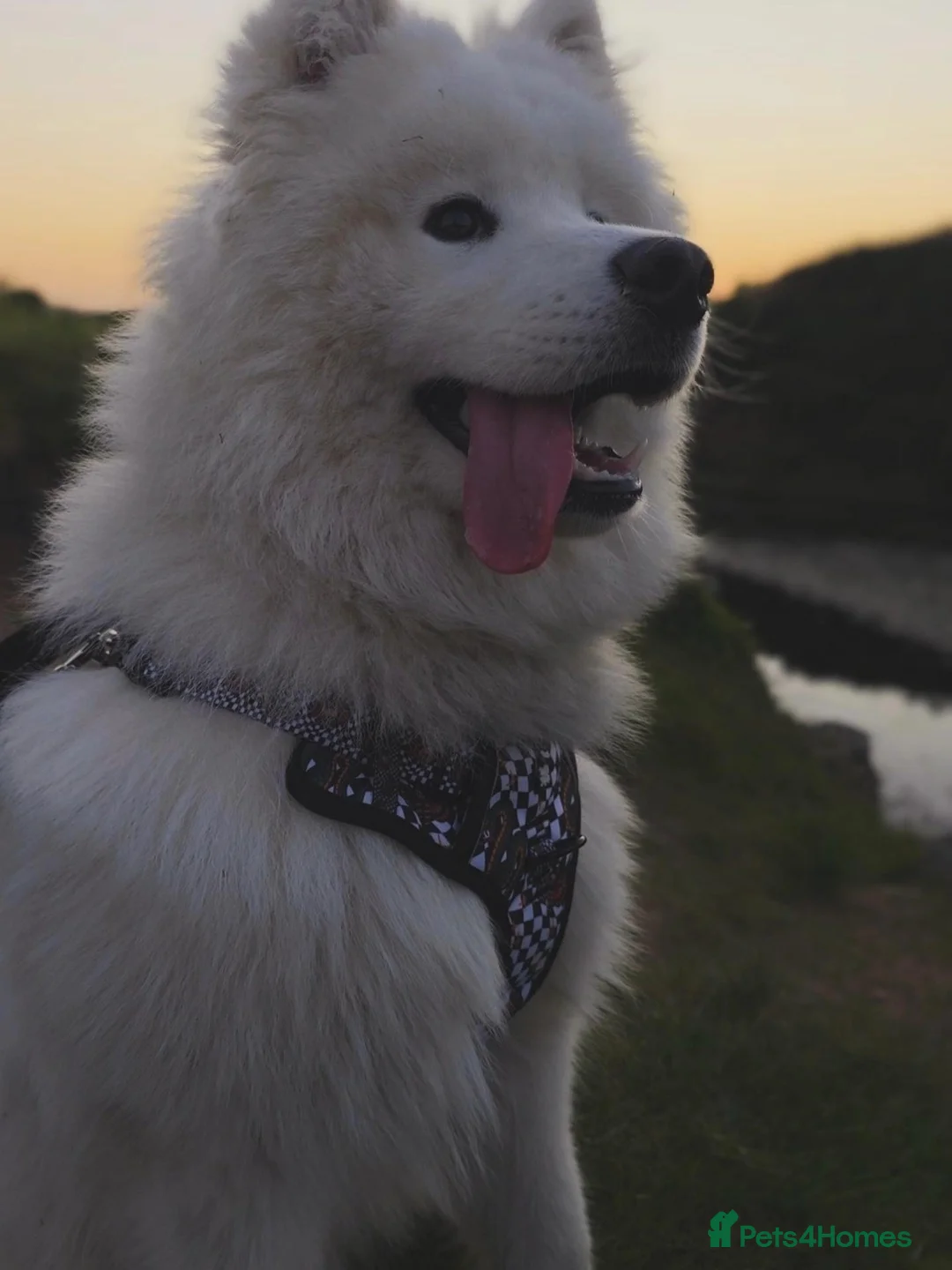 Samoyed dogs for sale: 11month old Samoyed  - Advert 4