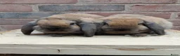 Dwarf Lop rabbits for sale: Dwarf lop youngsters - Advert 3