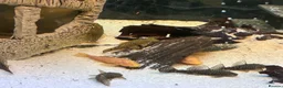 Plecos fish for sale: Male and female pleco - Advert 5