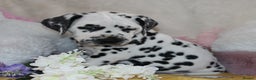 Dalmatian dogs for sale: Top quality Dalmatian puppies - Advert 11