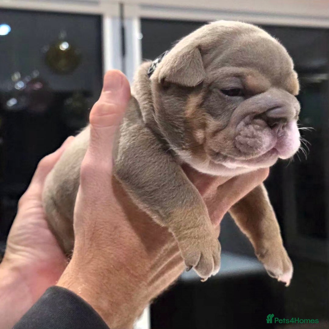 English Bulldog dogs for sale: Lilac/tan/ white English Bulldogs. 5 males. - Advert 5