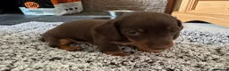 Miniature Dachshund dogs for sale: Beautiful Miniature Dachshund Puppies - Advert 7