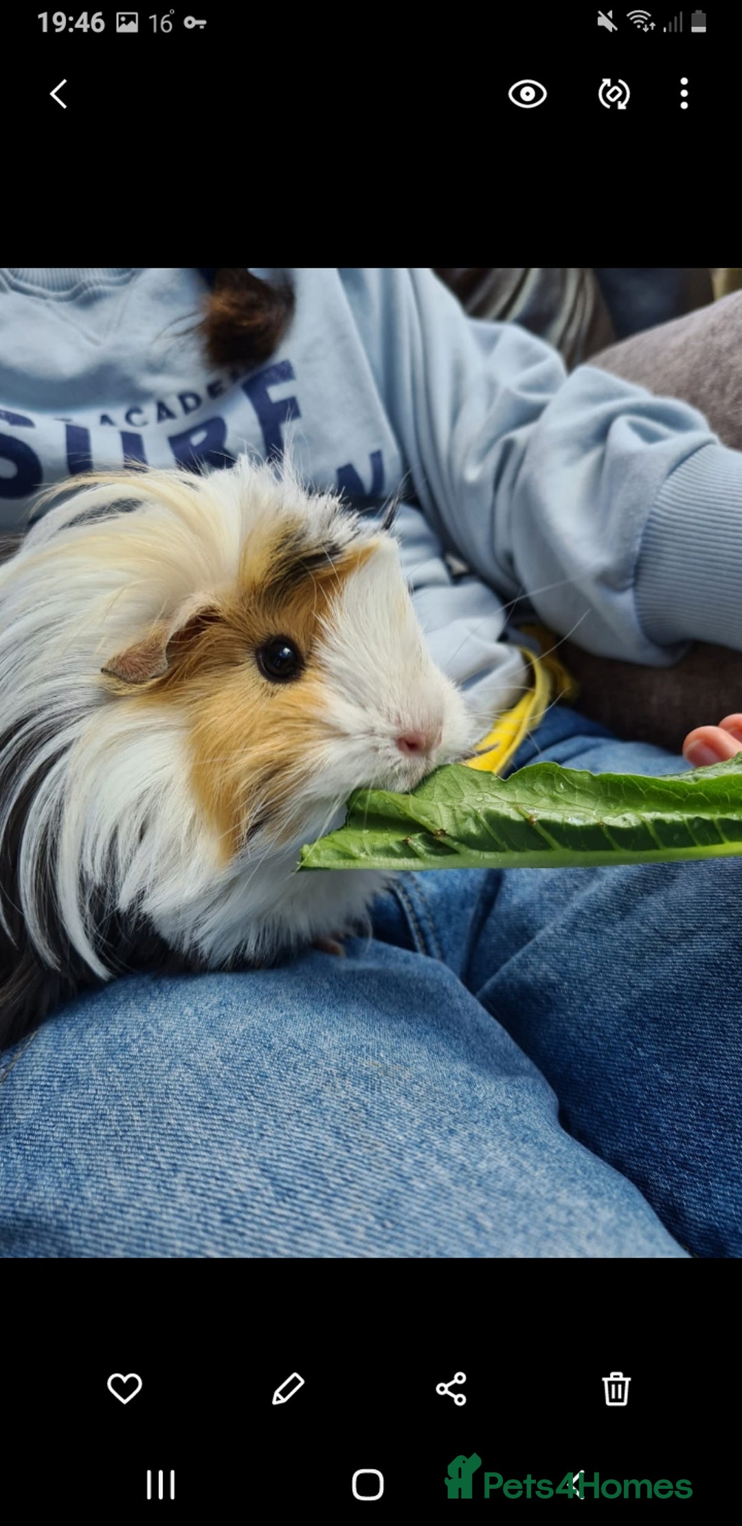 Guinea Pig rodents for sale: 2 bonded females looking for a new home - Image 2