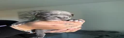 Staffordshire Bull Terrier dogs for sale: STAFFORDSHIRE BULL TERRIER PUPPIES 🐶❤️ in Morpeth - Advert 11