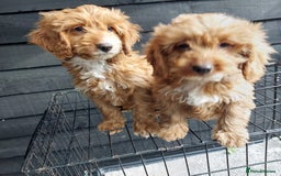 Cockapoo dogs for sale: F1 fox red cockerpoo puppies  - Image 10