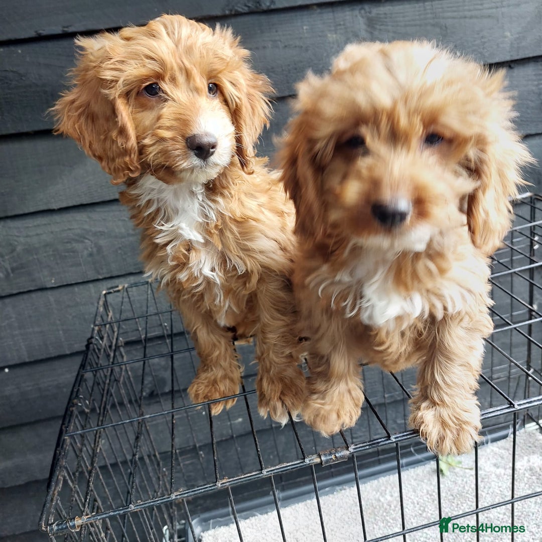Cockapoo dogs for sale: F1 fox red cockerpoo puppies  - Image 10