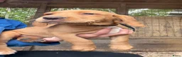 Cockerdor dogs for sale: Ready to go, Friendly Cockerdor pups 🤎 - Advert 11