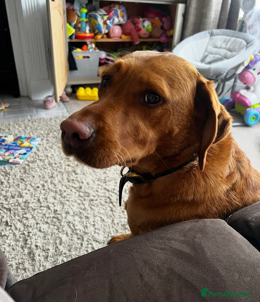 Labrador Retriever dogs for sale: Male 3y/o red fox Labrador for rehoming  - Advert 14