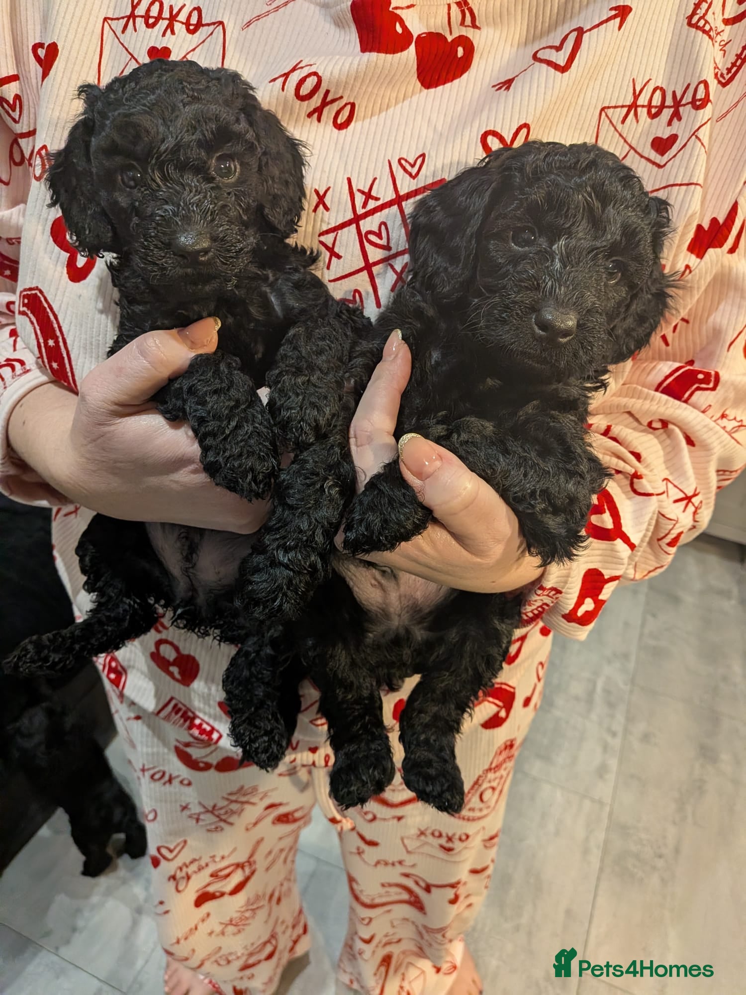 Cockapoo dogs ⭐Cockapoo beauties born to steal hearts⭐ - Advert 13