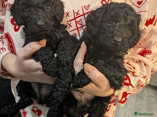 Cockapoo dogs ⭐Cockapoo beauties born to steal hearts⭐ - Advert 4