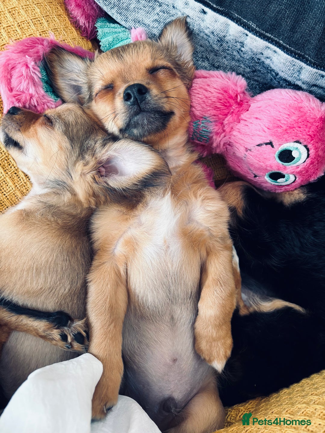 Pomchi dogs for sale: Beautiful female puppy ready now!  in Godstone - Image 7