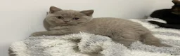 British Shorthair cats for sale: FEMALE & MALE BRITISH SHORTHAIR KITTENS GCCF - Advert 7