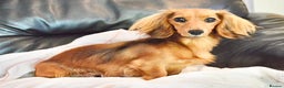 Miniature Dachshund dogs for sale: 2 year old girl looking for a new home - Advert 1