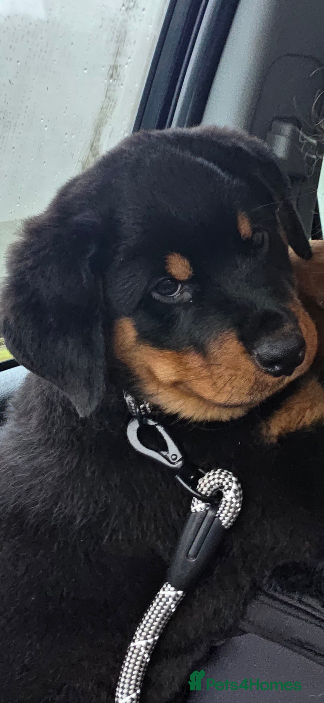 Rottweiler dogs Rottweiler puppies  - Advert 1